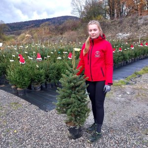 Smrek pichľavý (Picea pungens) – výška 100-130 cm, kont. C15L